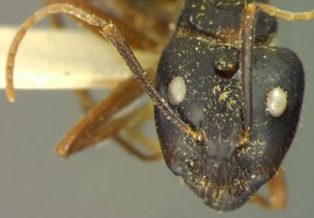 Media type: image; Entomology 9233   Aspect: head frontal view